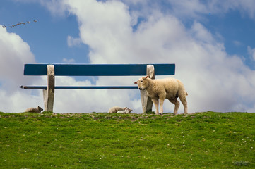 Schaf, Deich, Lämmer, Nordsee