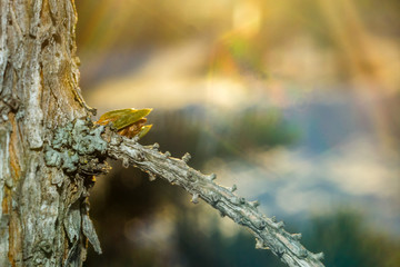 Fototapeta premium Bud on the tree the autumn
