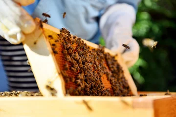 Tuinposter Beekeeper holds a honey cells with bees in his hands. © sushaaa