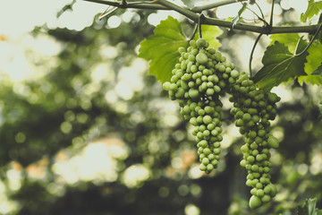 large ripening bunch of white grape on the vine