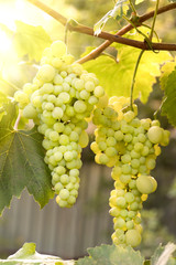 large ripening bunch of white grape on the vine
