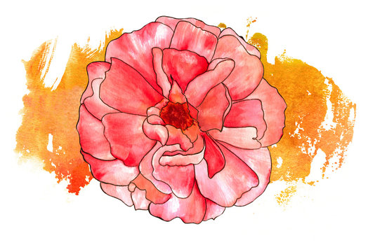 Watercolor rose with a golden yellow brushstroke on a white background