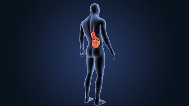 Stomach and Small Intestine with Body