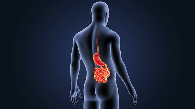 Stomach and Small Intestine with Body