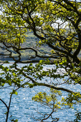 Loch Hyne nature reserve, Wild Atlantic Way, Ireland