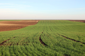 Young green wheat in the field sunny autumn day