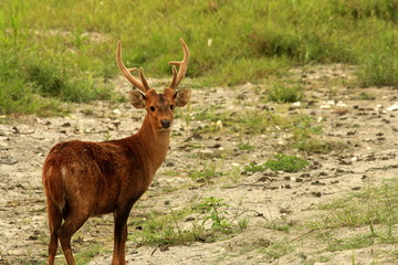 Stag in the forest of Kaziranga National Park, Assam, India