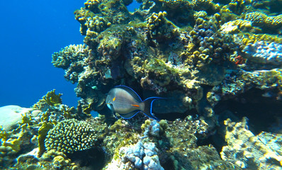 fish surgeon and red sea