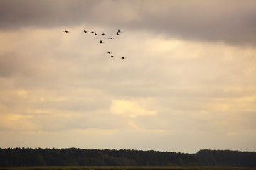 Kraniche am Abendhimmel, Nationalpark Vorpommersche Boddenlandschaft, Fischland-Darß-Zingst, Mecklenburg-Vorpommern, Deutschland, Europa