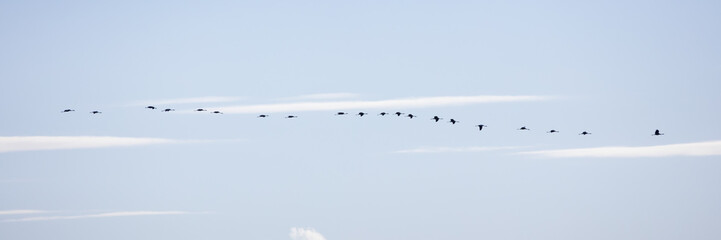 Kraniche am Himmel, Nationalpark Vorpommersche Boddenlandschaft, Fischland-Darß-Zingst, Mecklenburg-Vorpommern, Deutschland, Europa