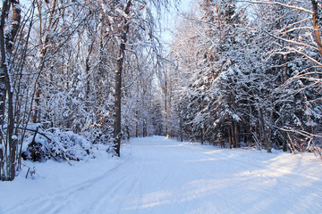 The sun in a cold winter forest