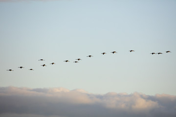 Kraniche am Himmel, Nationalpark Vorpommersche Boddenlandschaft, Fischland-Darß-Zingst, Mecklenburg-Vorpommern, Deutschland, Europa
