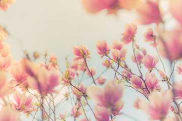 Spring background, flowers under sunlight