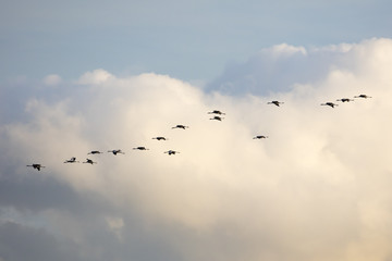 Kraniche am Himmel, Nationalpark Vorpommersche Boddenlandschaft, Fischland-Darß-Zingst, Mecklenburg-Vorpommern, Deutschland, Europa