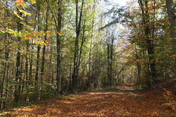 Fototapeta premium jesienna leśna ścieżka