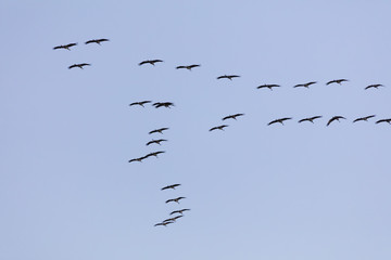 Kraniche, (Grus grus), Nationalpark Vorpommersche Boddenlandschaft, Fischland-Darß-Zingst, Mecklenburg-Vorpommern, Deutschland, Europa