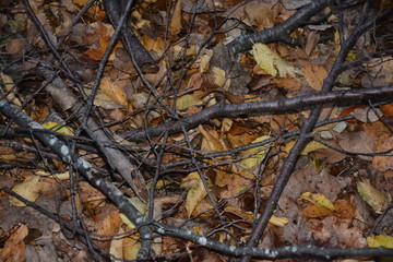 FOGLIE DELLA STAGIONE INVERNALE, MONTAGNA, SUD ITALIA.