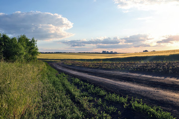 juicy wheat field in bright sunlight