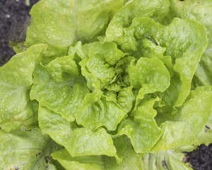 closeup of green lettuce plant in garden seen from above