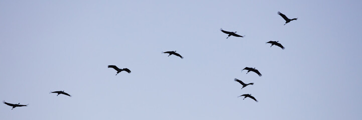 Kraniche, (Grus grus), Nationalpark Vorpommersche Boddenlandschaft, Fischland-Darß-Zingst, Mecklenburg-Vorpommern, Deutschland, Europa