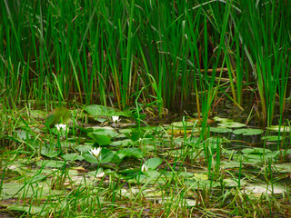Forest and water,