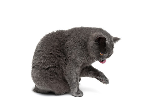 adult cat sitting isolated on white background