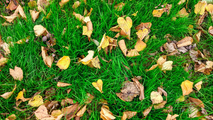 Yellow leaves on the grass in autumn, spring grass on the field, view from the top, fallen leaves scattered, autumn background on the wild.