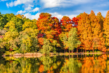 Fototapeta premium Beautiful autumn leaves landscape in Shakujii Park, Tokyo, Japan