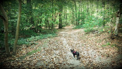 Promenade Boston Terrier en forêt