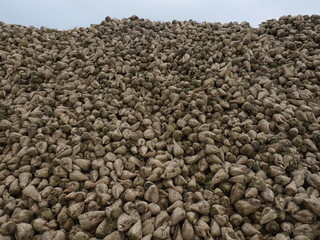 heap beet white