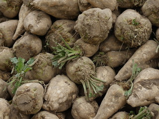 heap beet white