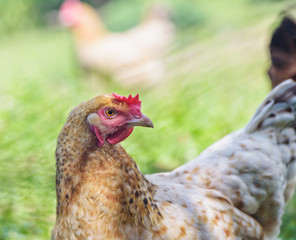 Hen on farm close-up.
