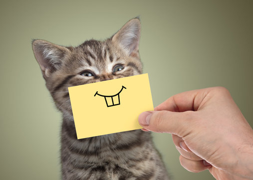 happy cat with funny smile on cardboard