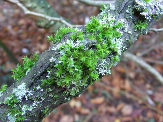 branche de poirier avec mousses et lichens