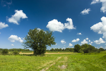 Large deciduous tree on a meadow