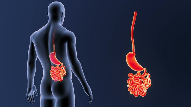 Stomach and Small Intestine zoom with Body