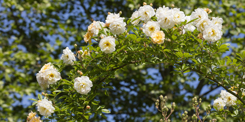 Kletterrose, (Rosa),