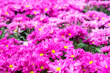 Pink flower in garden.