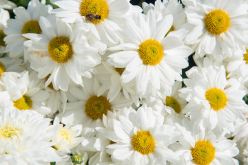 Obraz premium White Shasta Daisy.
