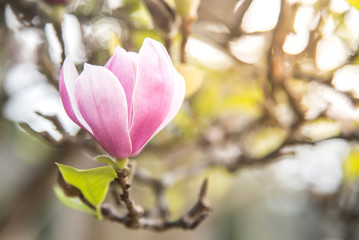 Fototapeta premium Magnolia pink blossom tree flowers.
