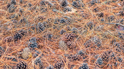 Dry autumn fallen cones lie on the needles. Background, texture.