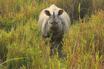 One horned indian Rhino in Kaziranga National Park, Assam, India