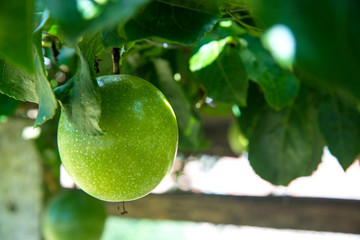Close up of passion fruit on the vine.