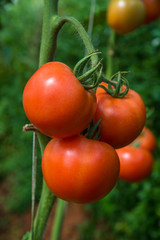 Fresh tomatoes on the tree in the garden.