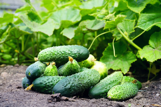 Group of fresh beautiful young cucumbers on the ground against a background of juicy green leaves. Harvesting of cucumbers plants.