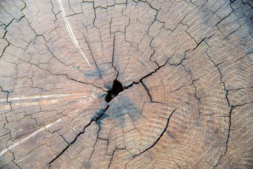 Wooden stump background.