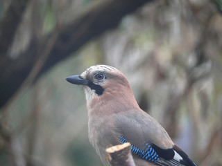 bird jay (garrulus glandarius)