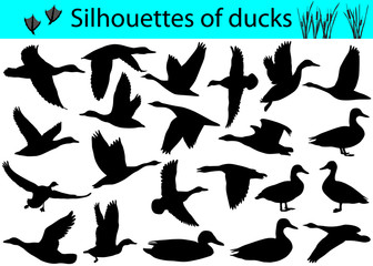 Collection of silhouettes of ducks