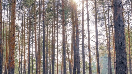 Landscape in a coniferous forest on a clear autumn day.