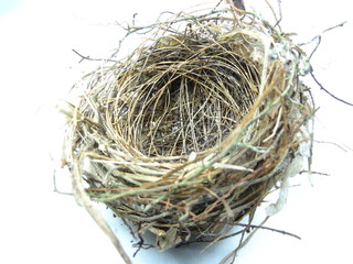 A small bird's nest 